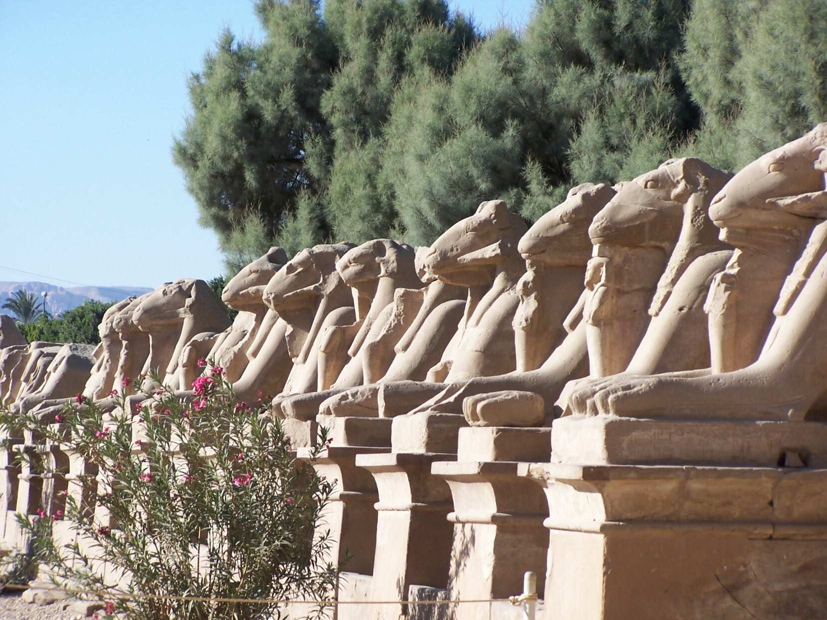 Alle borde de sphinx  tte de bliers (l'animal sacr d' Amon).